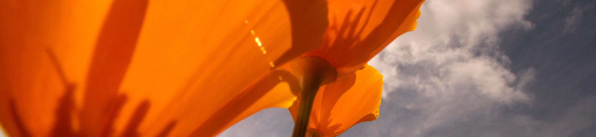 Low-angle close-up of bright orange poppies backlit by sunburst against a cloudy sky