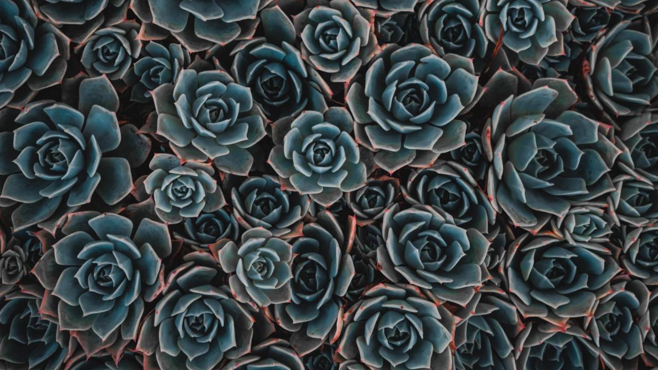 Succulents