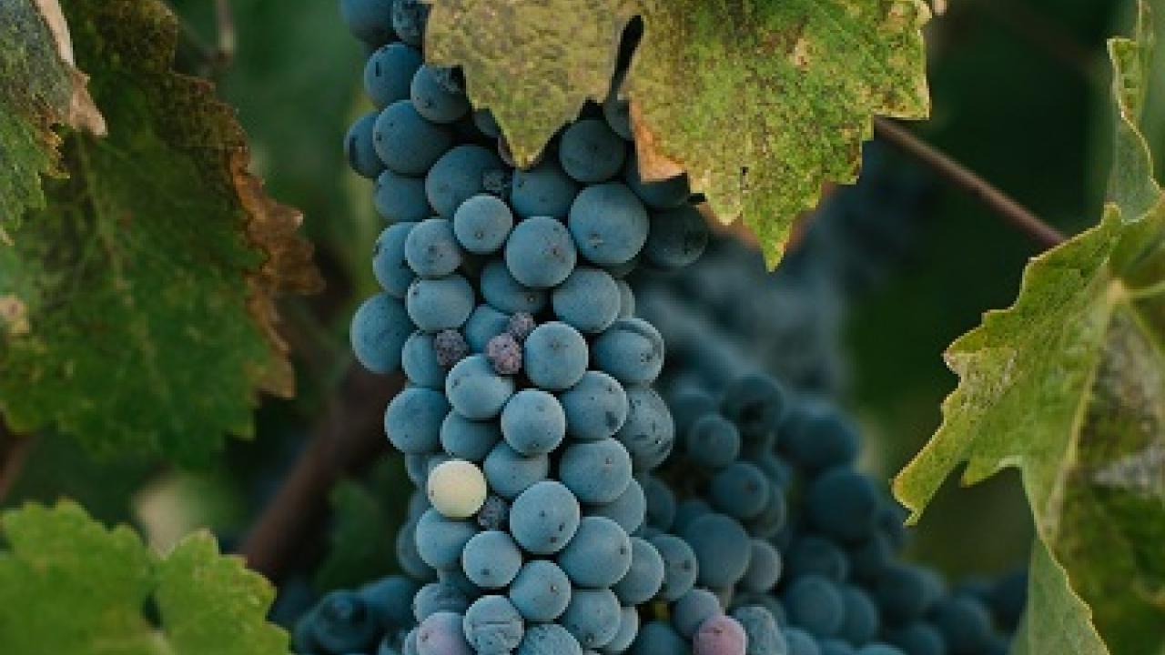 Grapes on the vine