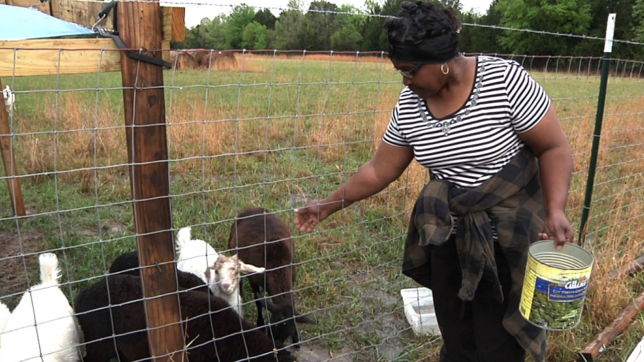 A Black woman in a striped shirt, feeding goats