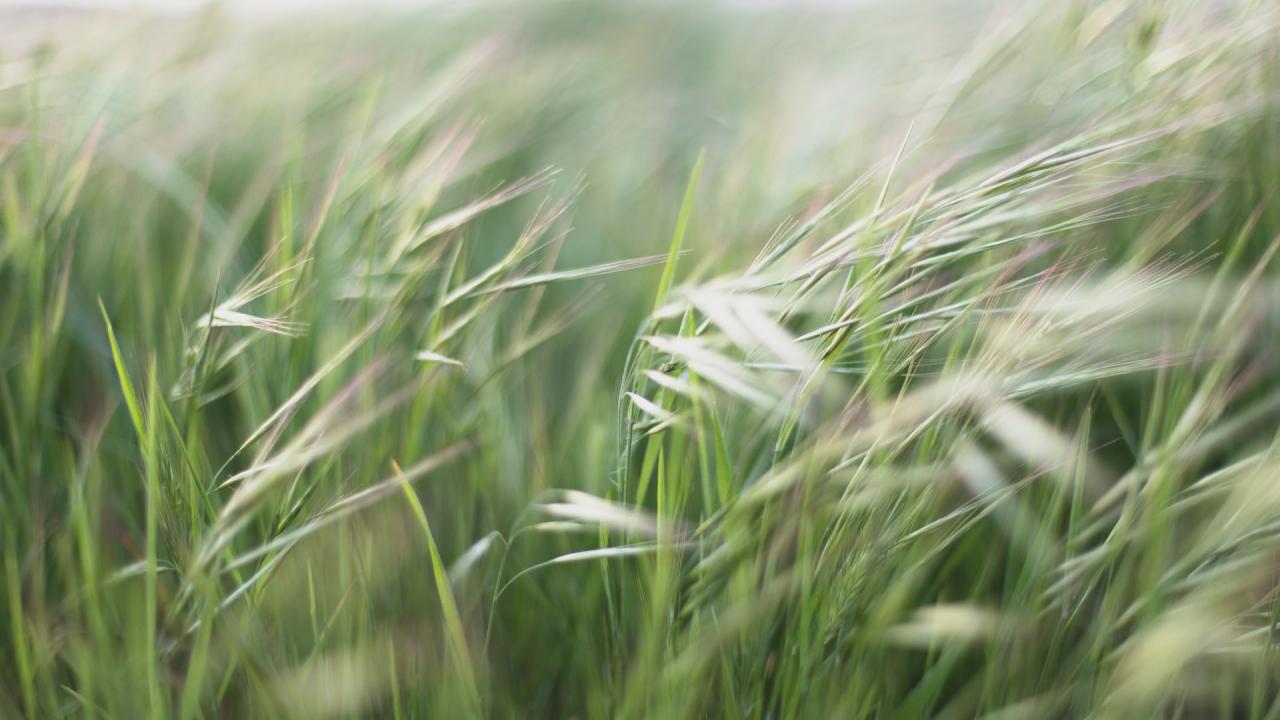 Grasses blowing in wind
