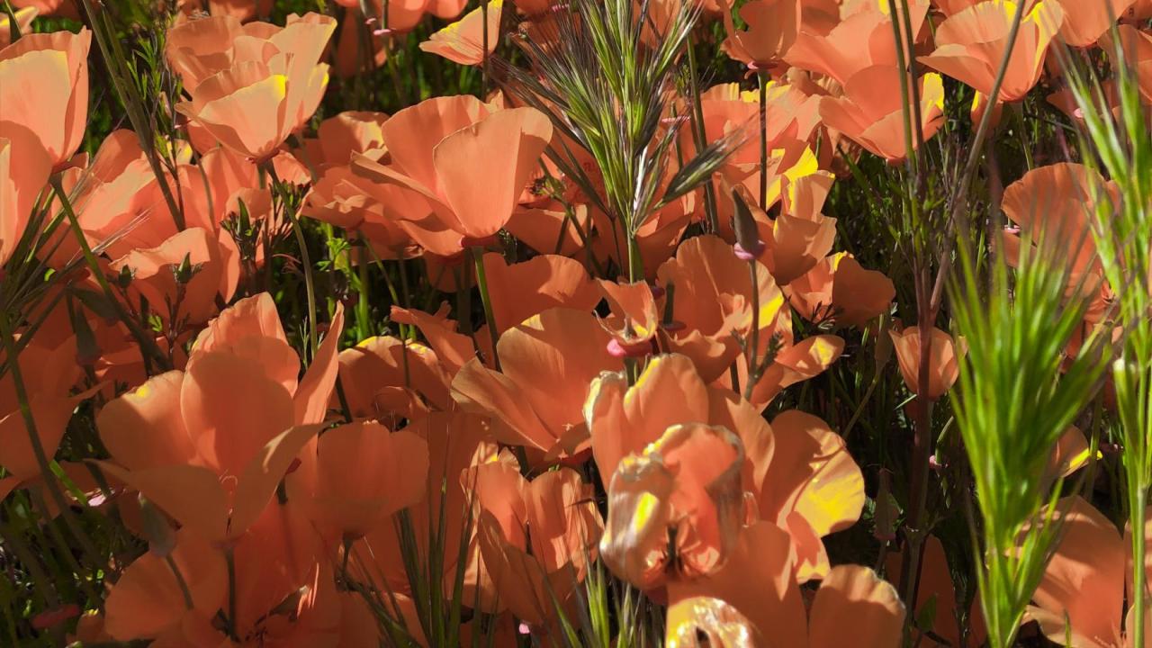 California poppies image