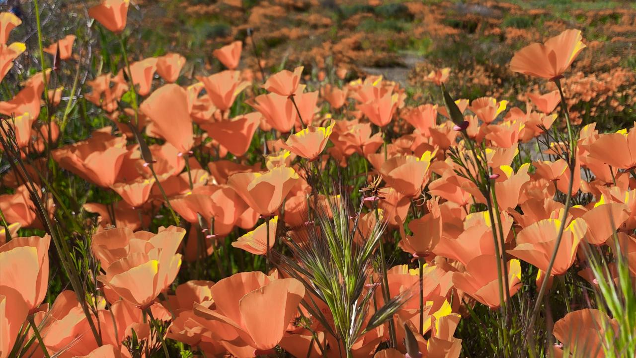 California poppies image