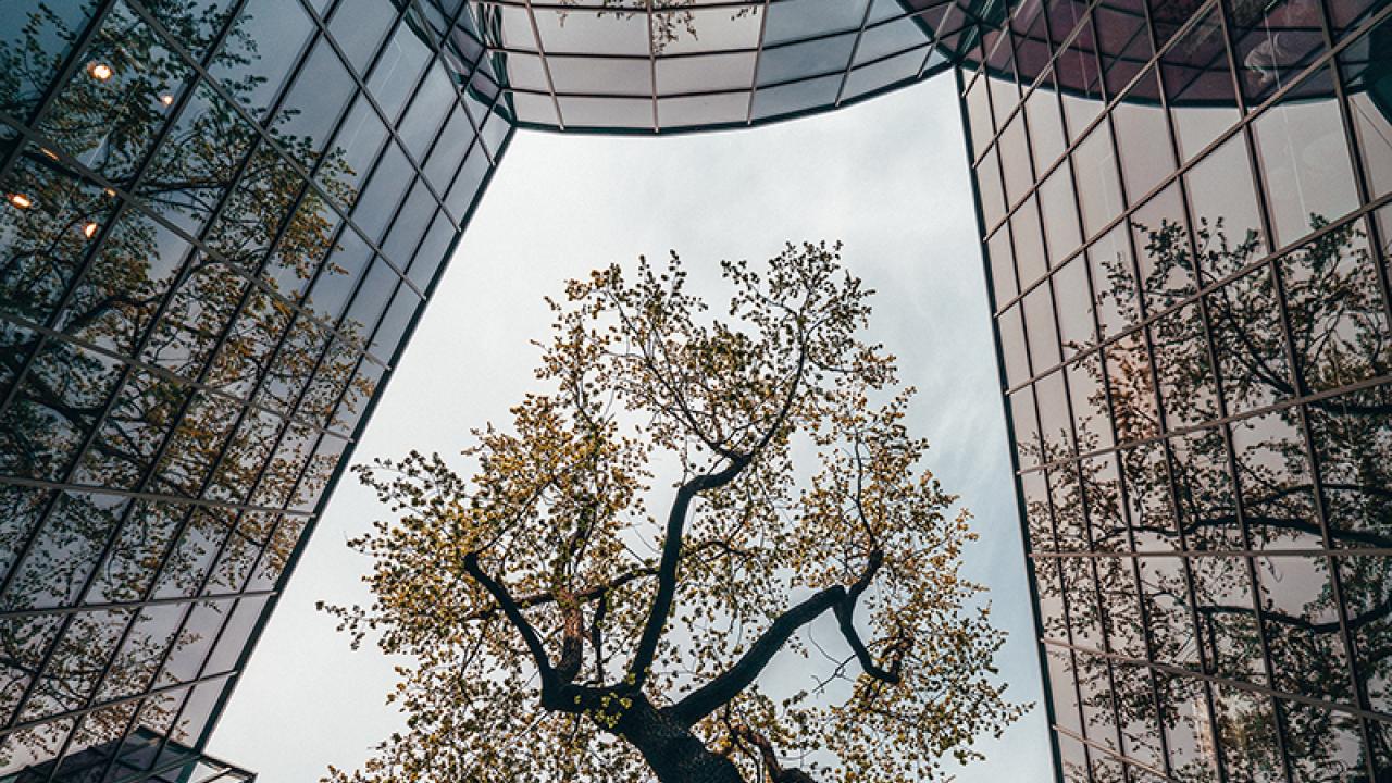 building/trees