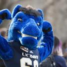 Blue UC Davis mascot raises arms in a crowd