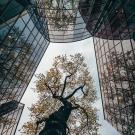 building/trees